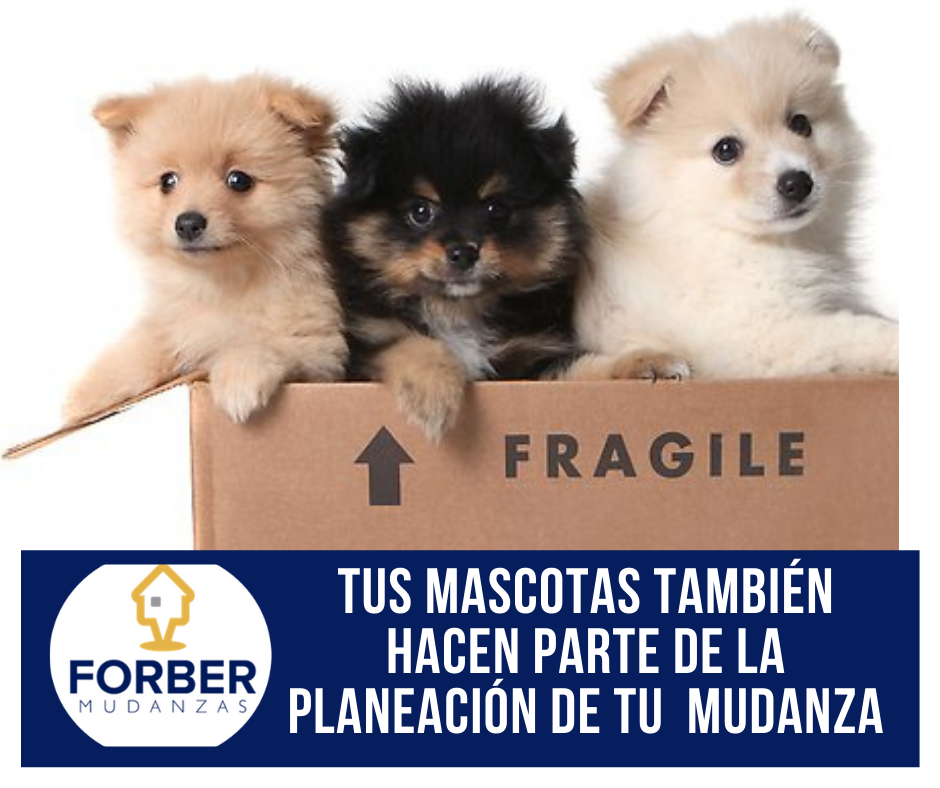Azul Ideas de Regalo de Cumpleaños para Novio Publicación de Facebook
